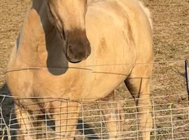 Beautiful reg sec d colt foal