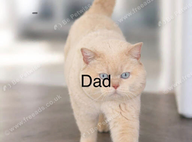 British shorthair hair