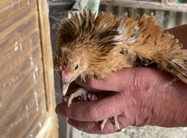 Frazzle chicks