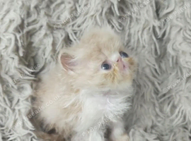 Beautiful Persian kittens