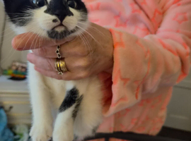 1 female cats
