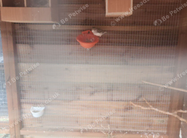 Got few canaries for sale 15 a bird