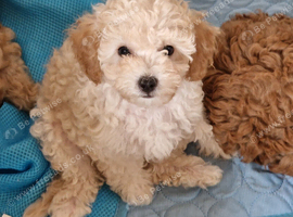 Gorgeous F1B Cavapoo Puppies looking for their forever home - Cheltenham