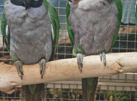 Young Derbyan Parrots