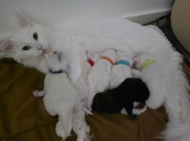 Maine coons with Russian blood lines