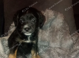 Gorgeous shorkie boy