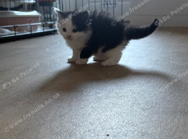 Male kittens