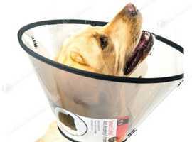 Large dog cone