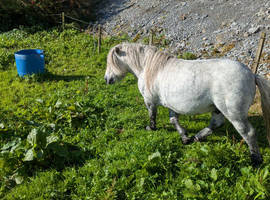 BEAUTIFUL FALABELLA BLUE STALLION 3 YEARS OLD