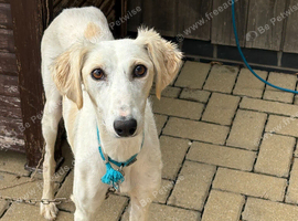 Lurcher puppies