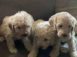 Stunning litter of Cavapoos