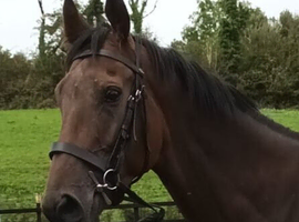 Smart sweet 16.1h 4yo TB gelding RORE