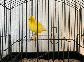 2025 fife clear buff cock