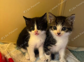 Mixed breed kittens