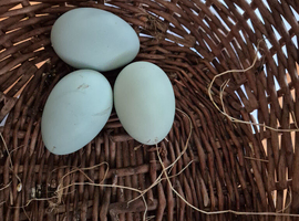 Cream Legbars Hatching Eggs