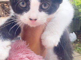 5 kitten