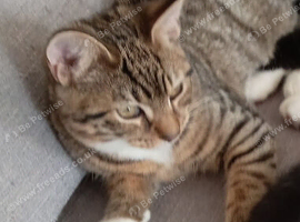 kitten for sale