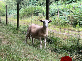 Easycare ram lambs