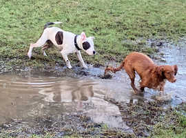 Dog boarder