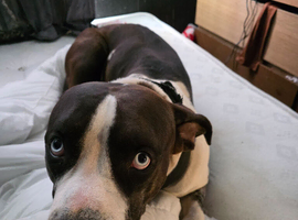 Alapaha blue blood bulldog 3 years old