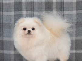 Adult female Pomeranian for sale.