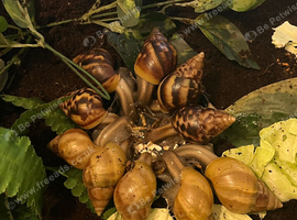 Lissachatina fulica G.A.L.S (COLLECTION ONLY)