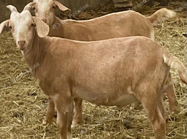 Boer x dairy goat wether kids