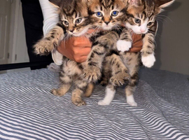 Kittens