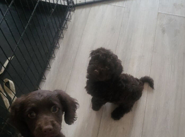 Toy cockapoo puppies