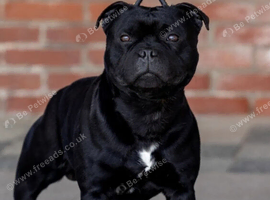 Kc registered staffy pups