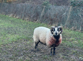 Tyrion - Torddu Welsh Mountain Ram