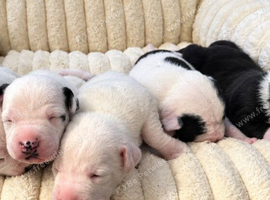 5 beautiful Staffy x Mastiff puppies