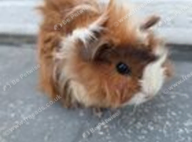 Beautiful Baby Girl Guinea Pigs