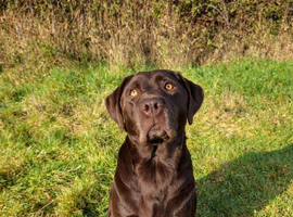 One female cocker spaniel x labrador available