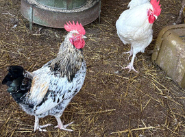 2 Sussex cockerels