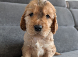 KC Reg Show Type Cocker Spaniel Puppies DNA Tested