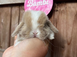 Beautiful Mini Lop Litter