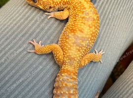 Leopard gecko