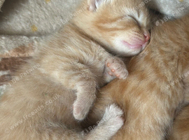 Kittens for sale