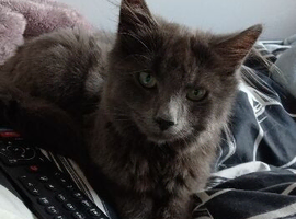 3 year old nebelung for sale