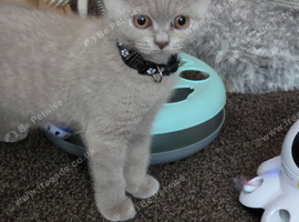 Ready now, active gccf registered blue and lilac British shorthair