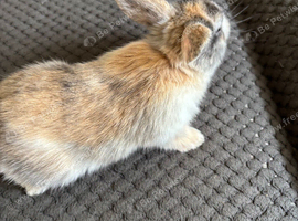 5 Lop cross Rex Babies