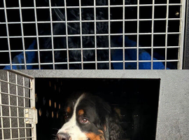 Pet Transport DEFRA licensed Devon Cornwall Somerset