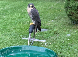 Peregrine Falcon