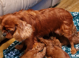 Cavapoos ready to reserve