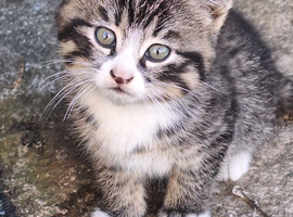 Male tabby kitten