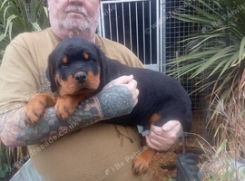10 week old rottweiler pups