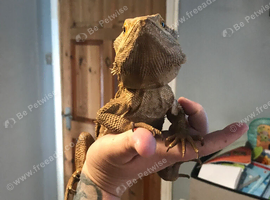 3 bearded dragons for sale