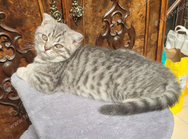 Silver spotted Scottish kittens