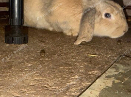 Rabbits